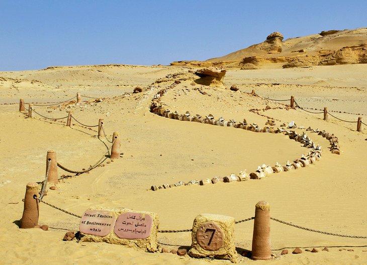 Fósiles de Wadi Al-Hitan