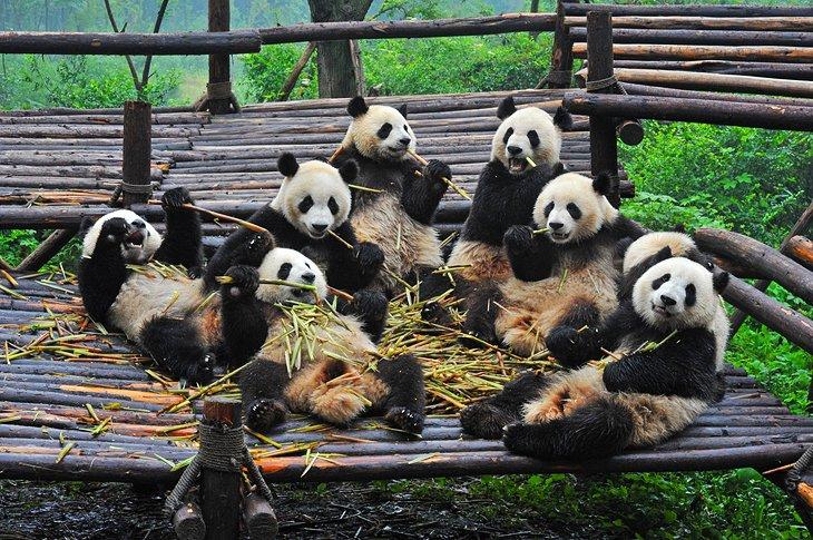 Base de Investigación de Cría del Panda Gigante de Chengdu