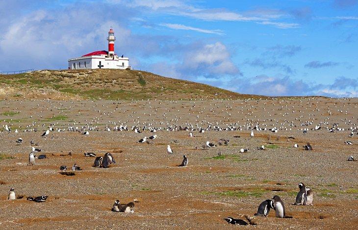 Pingüinos en el Monumento Natural Los Pingüinos