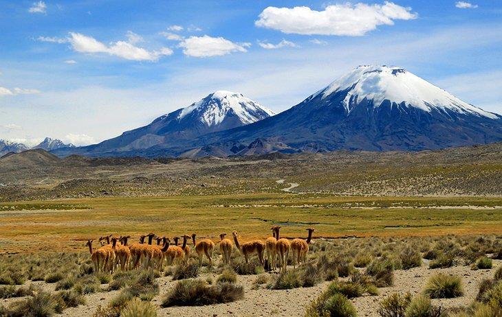 Parque Nacional Lauca