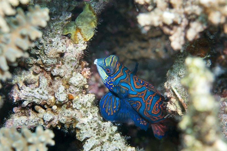 Jardin de corail, Coron
