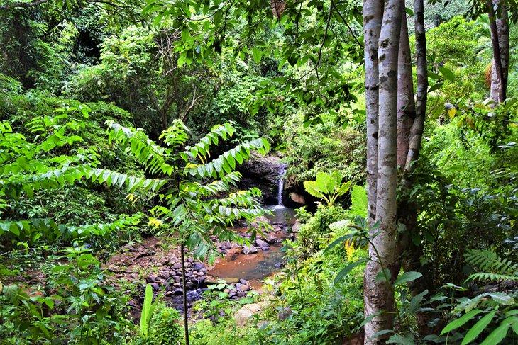 Jungle dense à Subic Bay