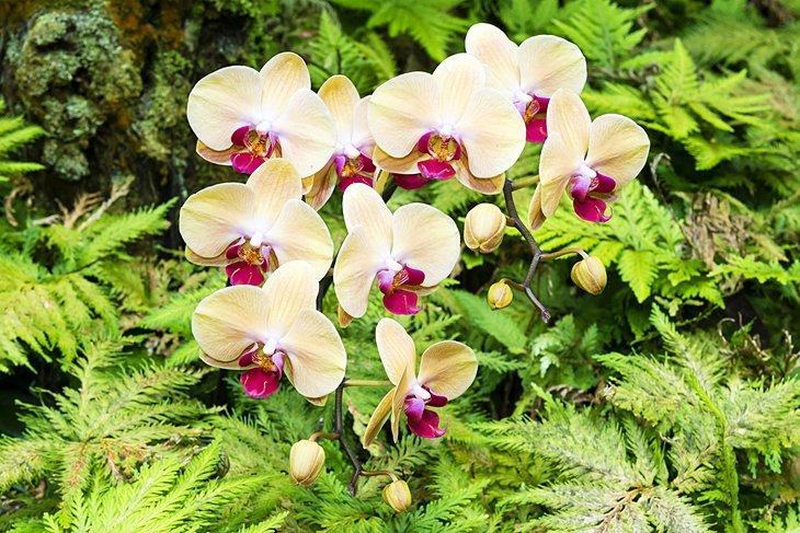 Jardines Botánicos Princeville