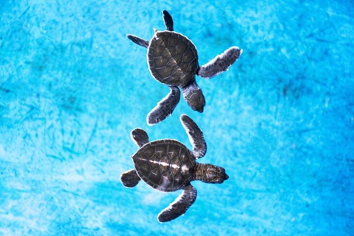 Tortugas bebés en el Centro Oceanográfico de Maui