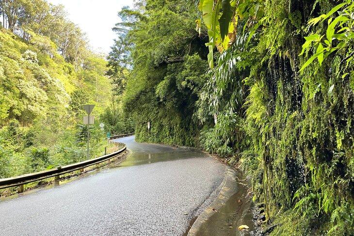 Vegetación exuberante en la carretera Hana