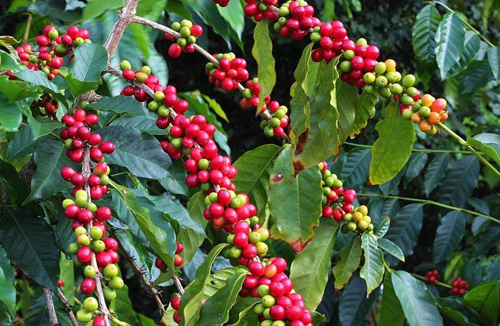 Granos de café en Kona