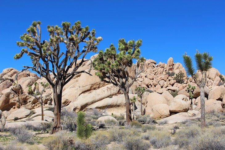 Joshua Trees en el Parque Nacional Joshua Tree