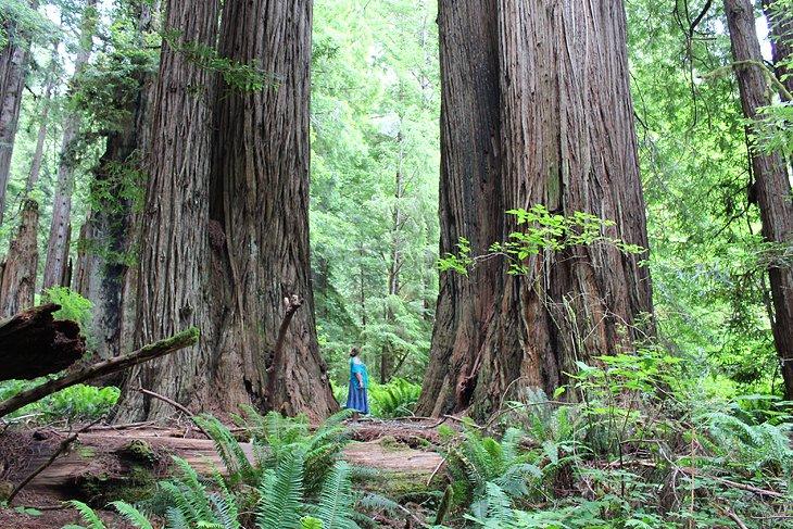 Parques Nacionales y Estatales de Redwood