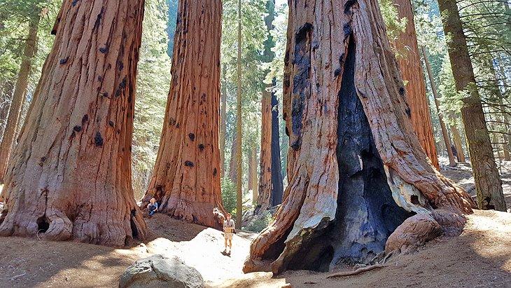Parque Nacional Sequoia