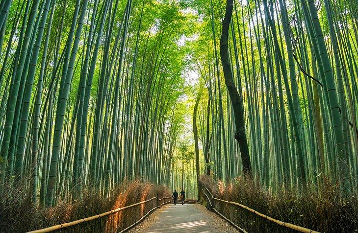 Bosque de bambú en Kioto