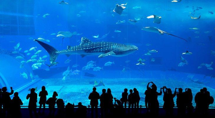 Tiburón ballena en el Acuario Churaumi de Okinawa