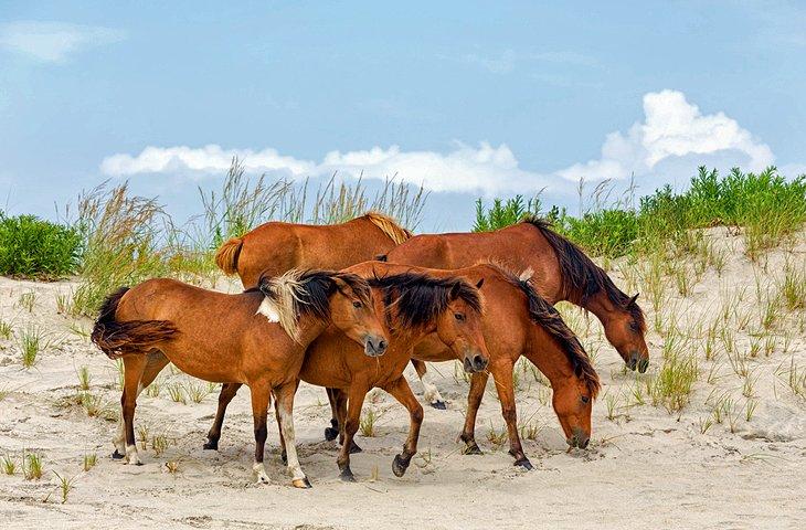 Islas Chincoteague y Assateague