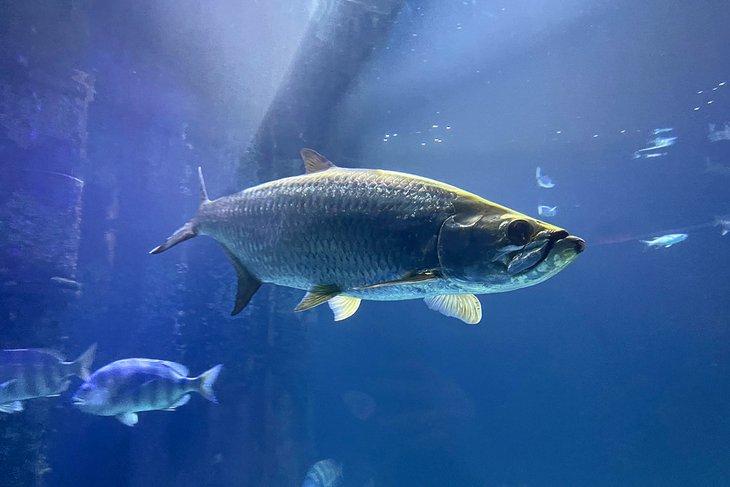 Acuario y Centro de Ciencias Marinas de Virginia