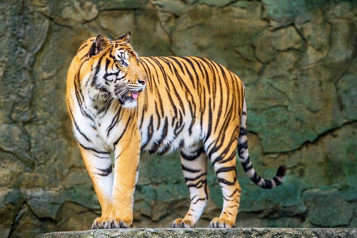 Tigre en el Tierpark Berlín