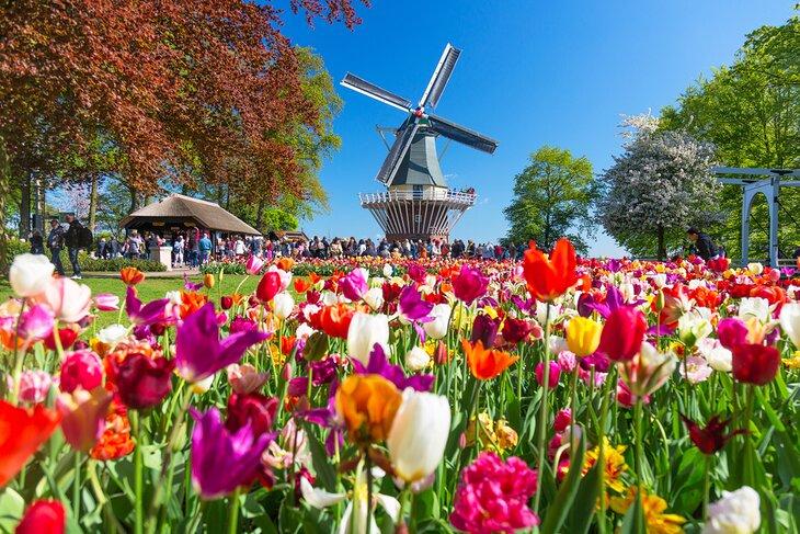Tulipes et moulin à vent à Keukenhof, Lisse, Pays-Bas