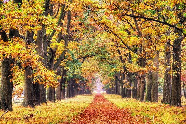 Parc National De Hoge Veluwe