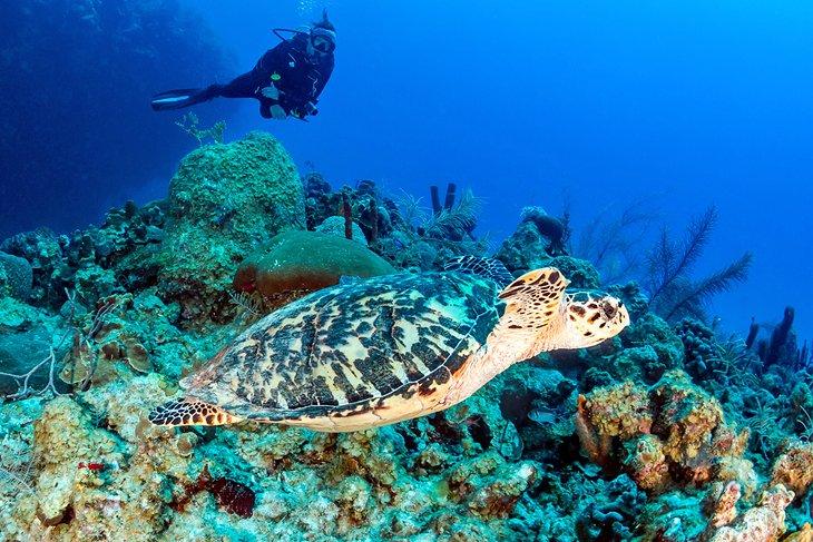 Tortuga y buzo frente a Cozumel
