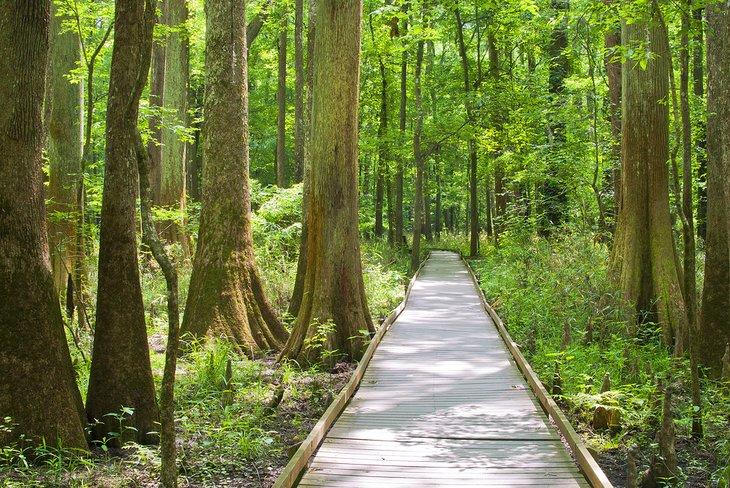 Promenade à travers les cyprès au parc national de Congaree