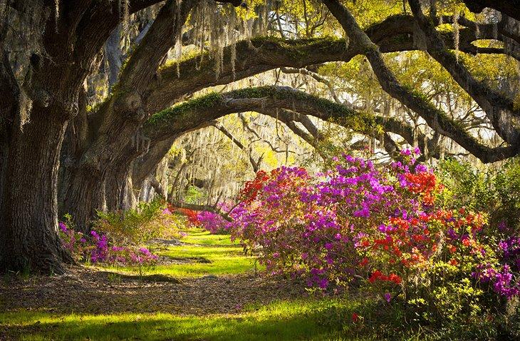 Fleurs épanouies dans une plantation de Caroline du Sud