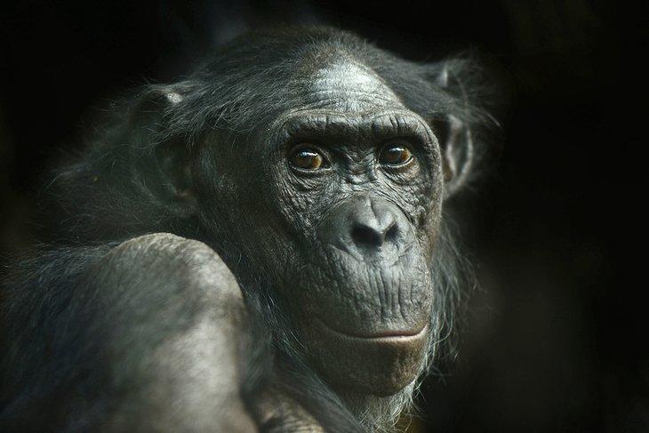 Chimpancé en el Zoológico de Fráncfort