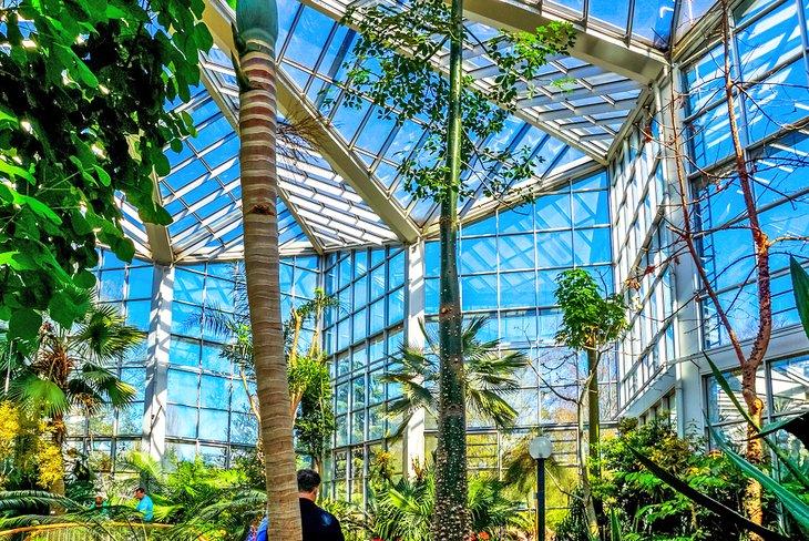 El Jardín de Palmas, Fráncfort