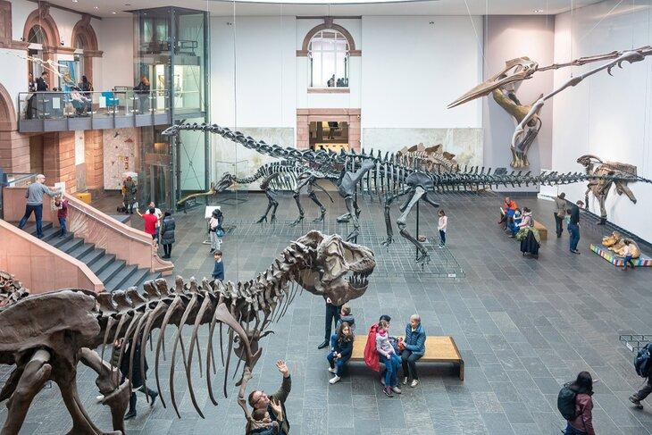 Museo de Historia Natural Senckenberg