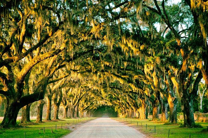 Mit Moos behangene Eichenbäume in Savannah, Georgia