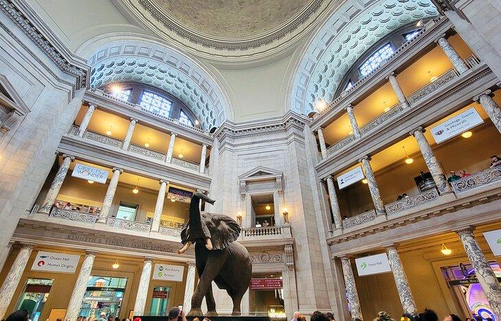 Museum für Naturgeschichte in Washington, D.C.