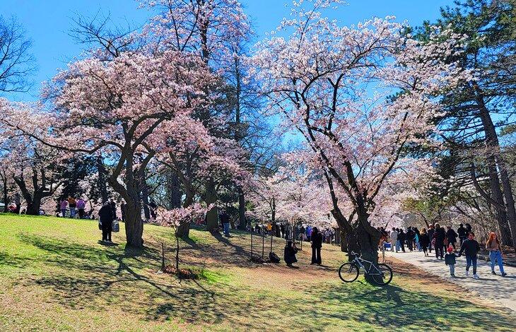 Cerezos en flor en High Park a finales de abril