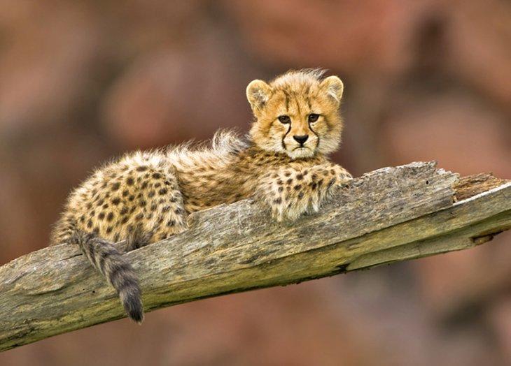 Zoo de Toronto