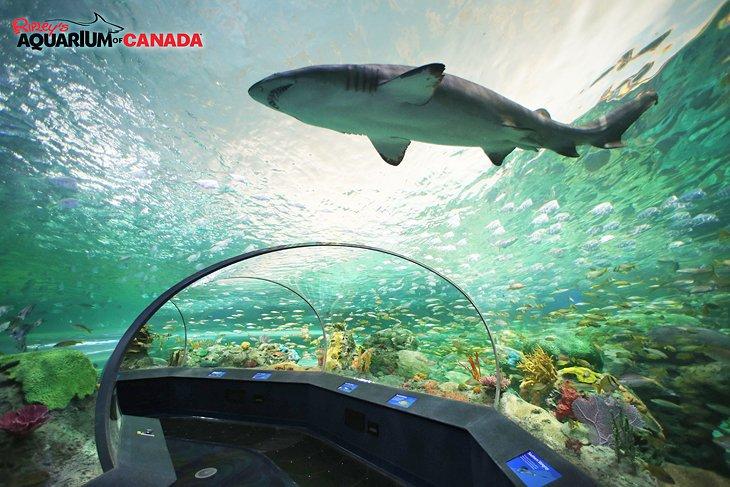 Acuario de Ripley