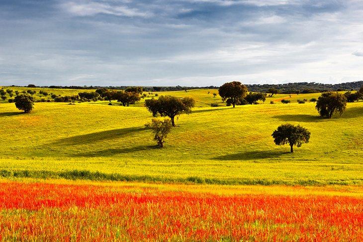 Paisaje típico del Alentejo en primavera