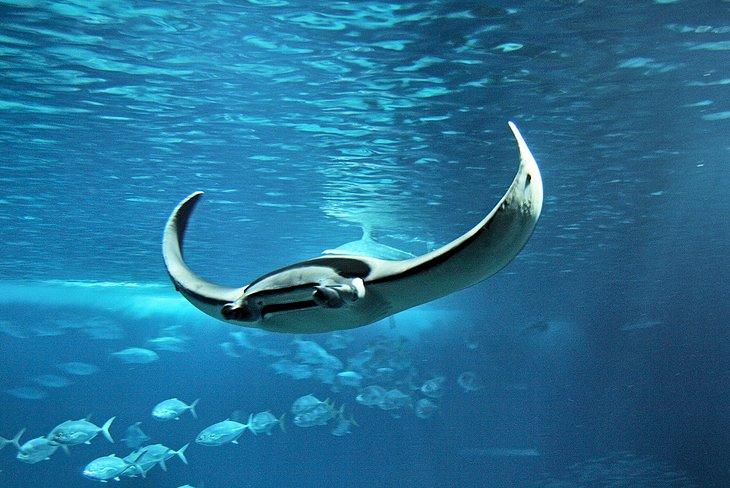 Oceanário de Lisboa, Lisboa