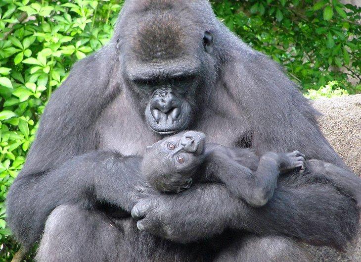 Gorilas de la llanura occidental en el zoológico de Cincinnati