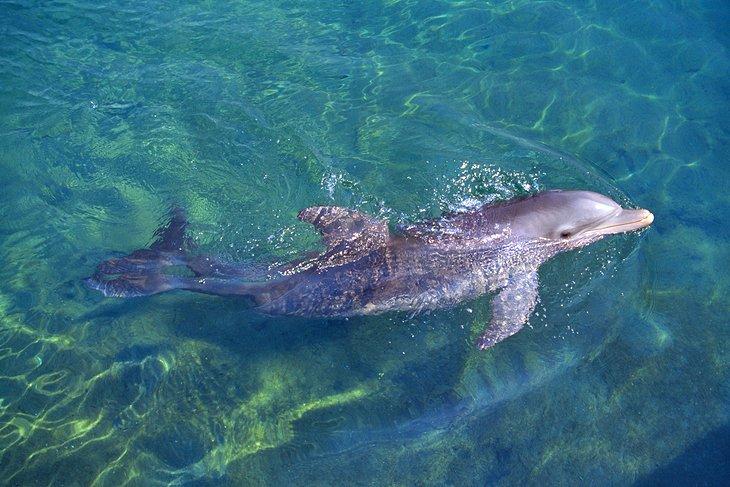 Rencontre avec des dauphins, Institut de Roatán pour les Sciences Marines