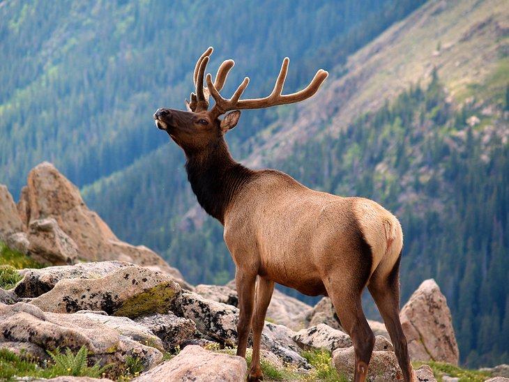 Parc national des montagnes Rocheuses