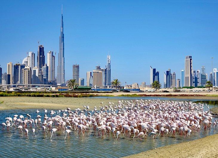 Flamants au sanctuaire de faune de Ras Al Khor