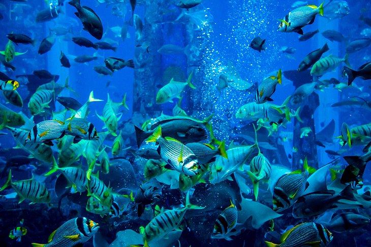Aquarium de Dubaï