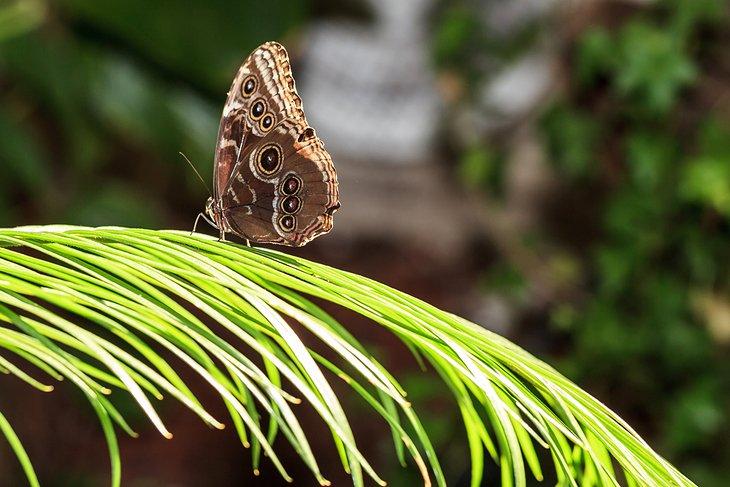 Jardin des Papillons de Dubaï