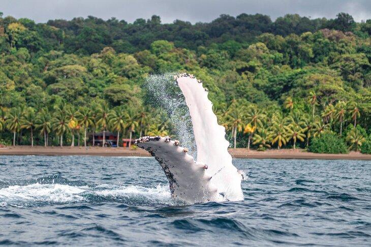 Ballena cerca de Nuquí