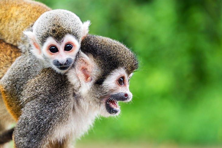 Monos ardilla, Leticia