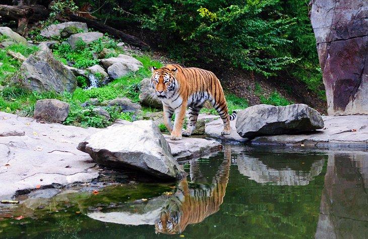 Zoo de Zúrich