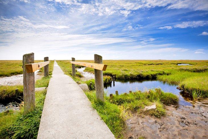 Pasarela a través de un marisma salado en el Parque Nacional del Mar de Wadden