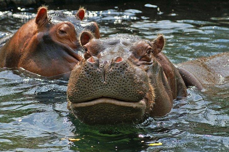 Hipopótamos en el Zoológico de St. Louis