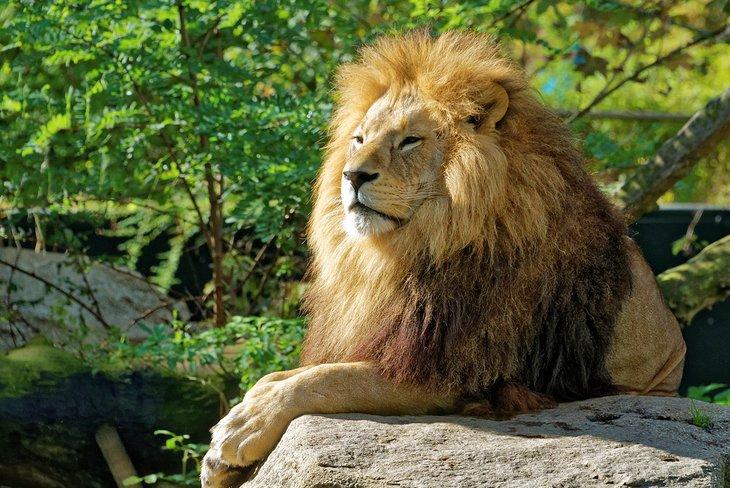 León en el Tierpark Hellabrunn (Zoológico Hellabrunn)
