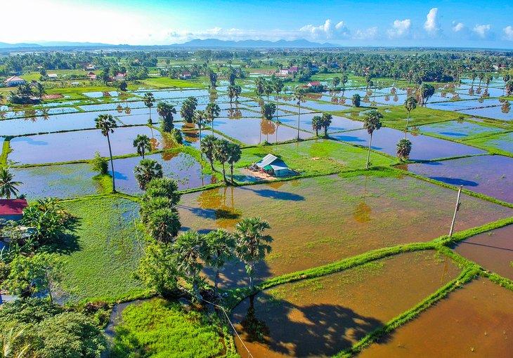 Reisfelder in Kampot
