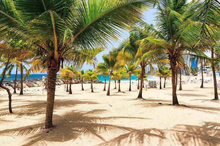 Palmeras en la Playa Condado