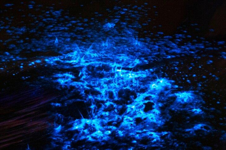 Bioluminescencia nocturna