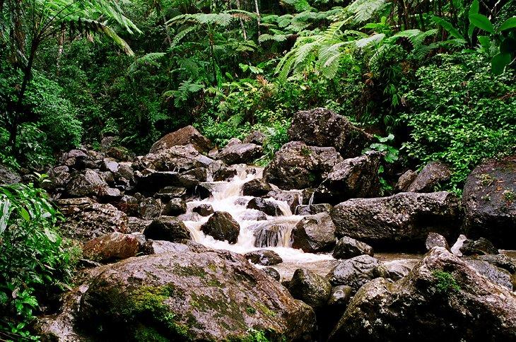 El Bosque Nacional El Yunque