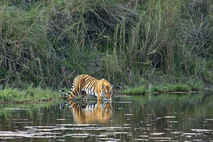 Tigre de Bengala salvaje en el Parque Nacional Bardiya